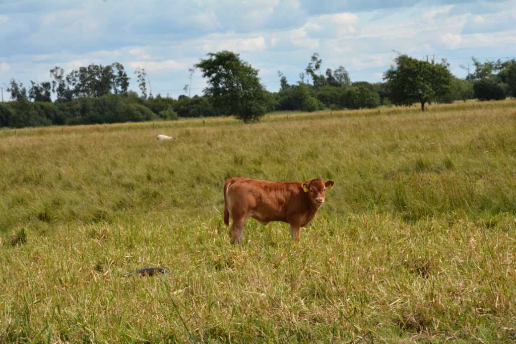 DSC_6094Mittel_.JPG